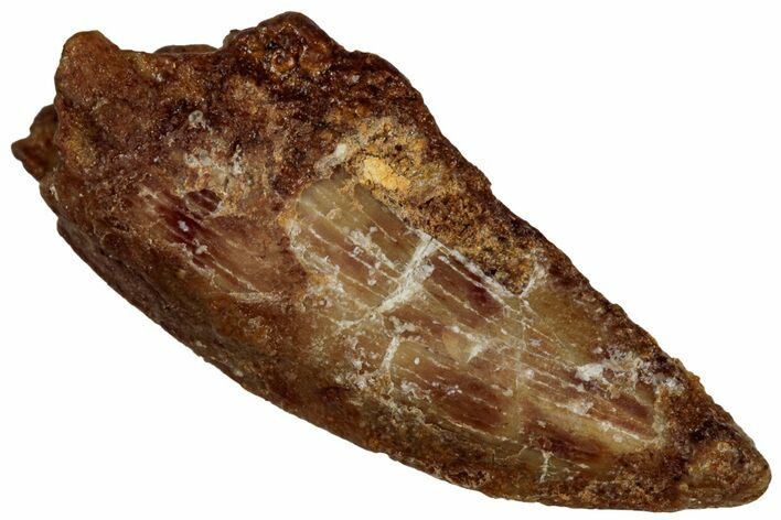 Bargain Raptor Tooth - Real Dinosaur Tooth #300920